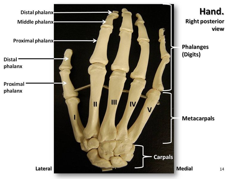 File:Anatomy of hand.jpg