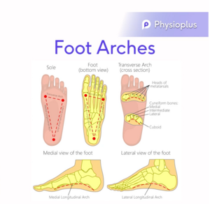 Foot Arches.png