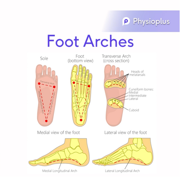 File:Foot Arches.png