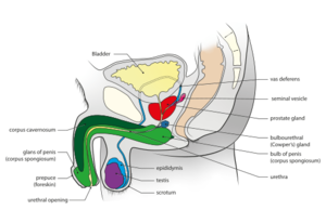 Male genital system - Sagittal view.svg.png