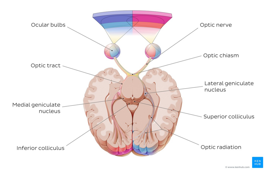 Зрительный нерв в головной мозг. Зрительный нерв анатомия. Сегменты зрительного нерва. Где находится зрительный нерв у человека. Нервус Оптикус анатомия схемм.
