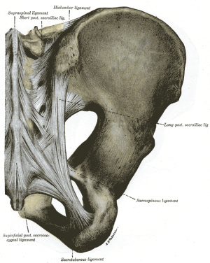 Posterior view of the ligaments of the sacroiliac joint