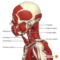 Intermediate muscles of the head and neck lateral aspect Primal.png