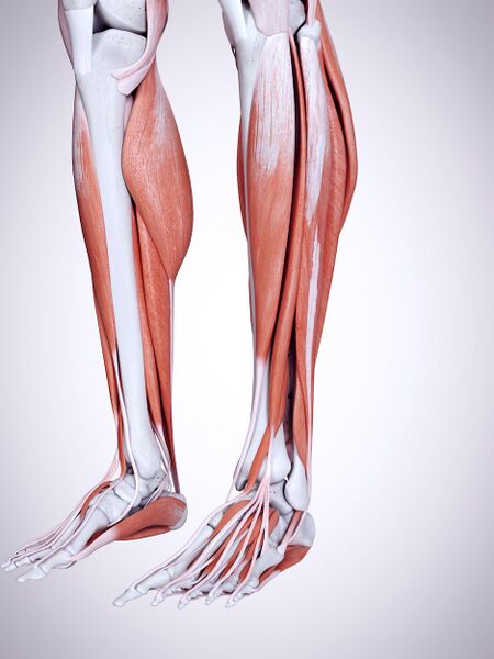 File:Lower leg musculature.jpeg