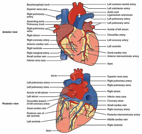 Organ that pumps blood through the blood vessels of the circulatory system. Anatomy Of The Human Heart Physiopedia