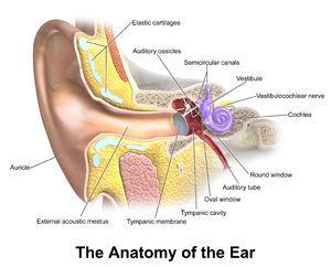 Ear Anatomy.png
