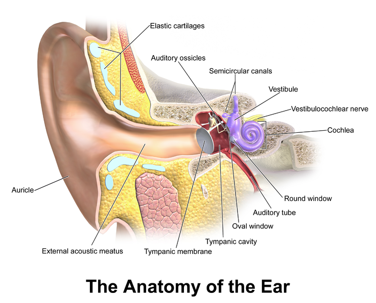 File:Ear Anatomy.png