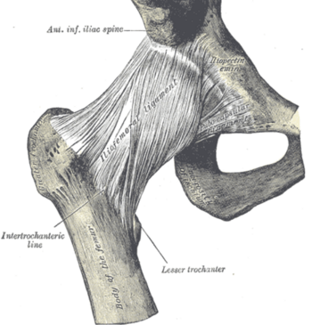 Iliofemoral ligament.png