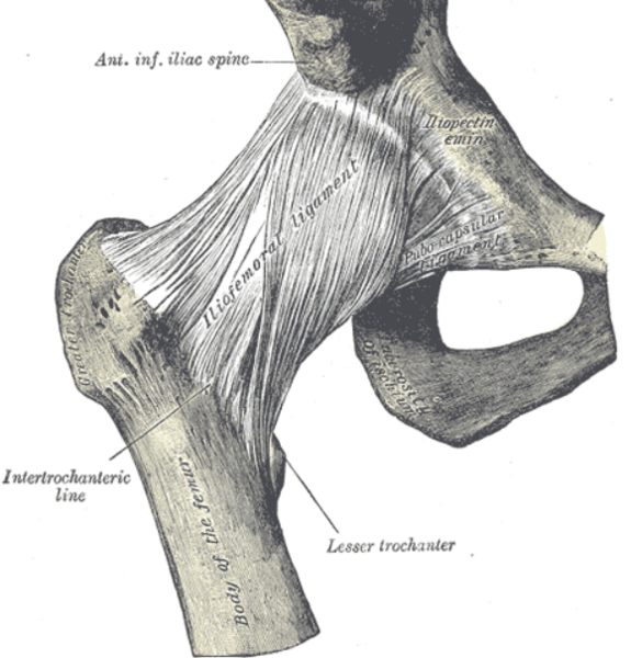File:Iliofemoral ligament.png