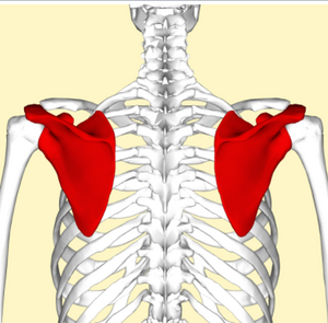 Scapula Posterior view.png