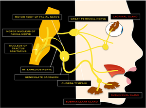 Schematic drawing of the facial nerve.png