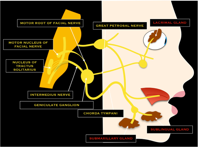 File:Schematic drawing of the facial nerve.png