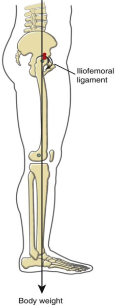 File:Normal Posture Biomechanics.png