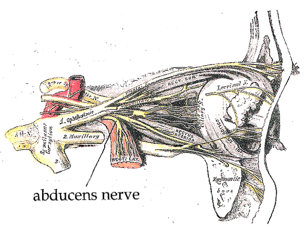Abducens Nerve - Physiopedia