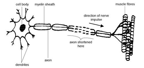 Motor neuron.jpg