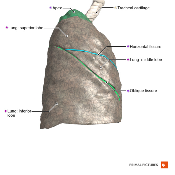 File:Right lung lateral surface Primal.png