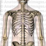 Torso-ribcage-ribs-costae-costal-cartilage-floating-rib-sternum-front-skin xlarge.jpg
