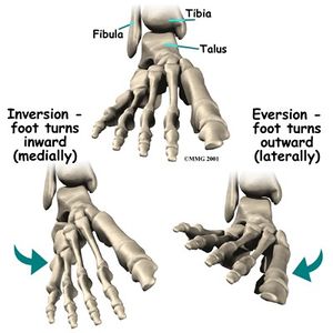 https://www.physio-pedia.com/images/thumb/8/85/Anatomy_ankle_and_foot_2.jpg/300px-Anatomy_ankle_and_foot_2.jpg
