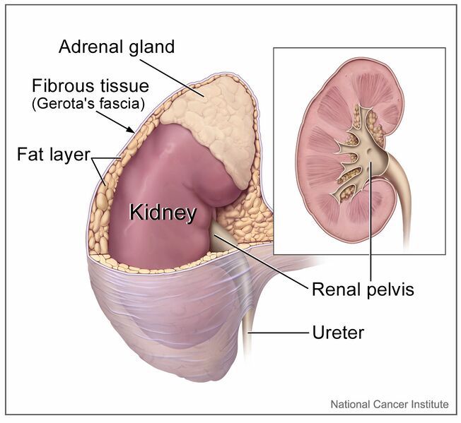 File:Kidney and adrenal gland.jpeg
