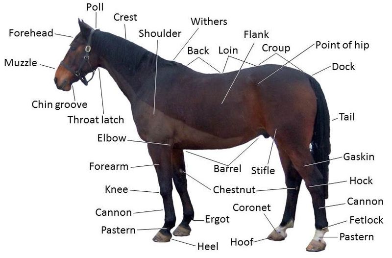 File:Points of a horse.jpg
