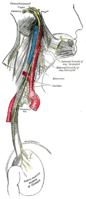 Course and distribution of the glossopharyngeal, vagus, and accessory nerves..gif