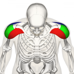 Deltoid muscle Wikipedia.png