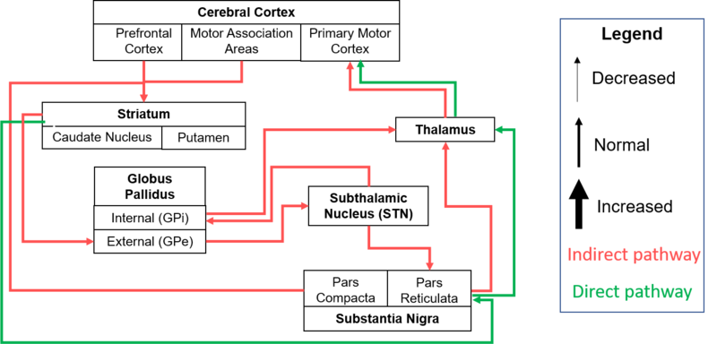 File:Hierarchical organization of Cortico-basal pathways. A. Normal Function.png