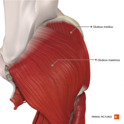https://www.physio-pedia.com/images/thumb/8/86/Superficial_muscles_of_the_gluteal_region_Primal.png/250px-Superficial_muscles_of_the_gluteal_region_Primal.png