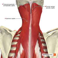 Muscles of the cervical region superficial muscles Primal.png
