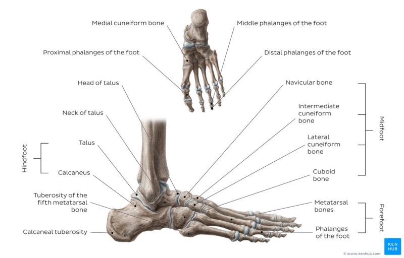 File:Overview of the bones of the foot - Kenhub.png