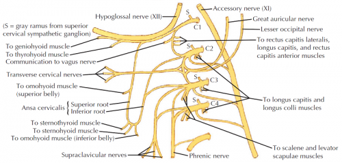 Cervical Plexus - Physiopedia