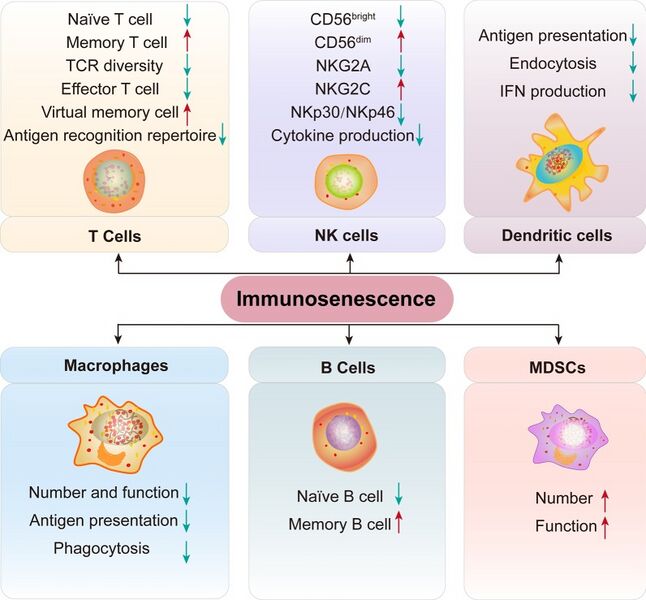 File:Changes in various immune cell subsets during immunosenescence.jpeg