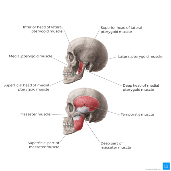 File:Overview of muscles of mastication - Kenhub.png