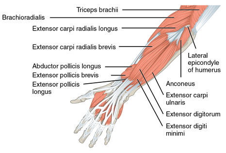 1120 Muscles that Move the Forearm Antebrach. Sup. Ext. Sin.png