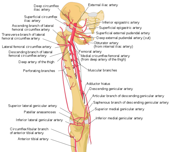 Femoral Artery - Physiopedia