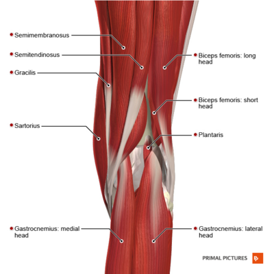 Superficial muscles of the knee posterior aspect Primal.png