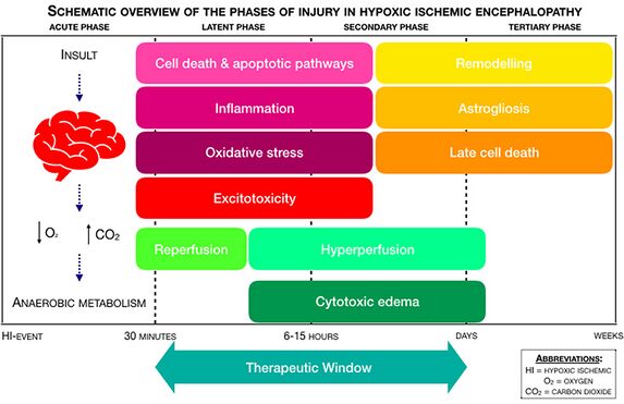 File: Schematic overview of the phases of injury in Hypoxic-Ischemic Encephalopathy (HIE), adapted from Douglas-Escobar et al. and Hassell et al..jpg