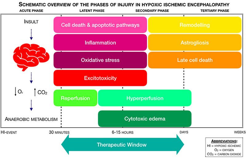 File:Schematic overview of the phases of injury in Hypoxic-Ischemic Encephalopathy (HIE), adapted from Douglas-Escobar et al. and Hassell et al..jpg