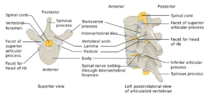 lamina and other elements of vertebrae