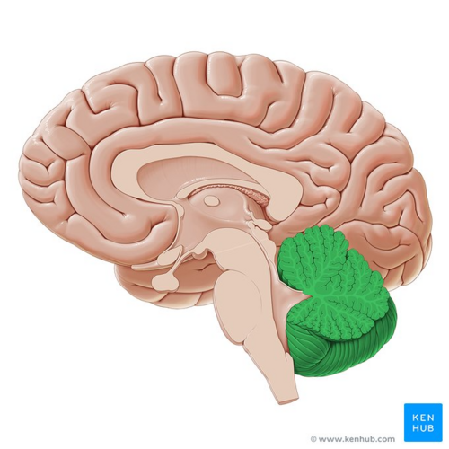 Cerebellum (highlighted in green) - sagittal view