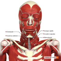 Intermediate muscles of the head and neck anterior aspect Primal.png