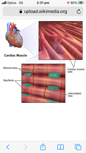 Muscle cardiac.png