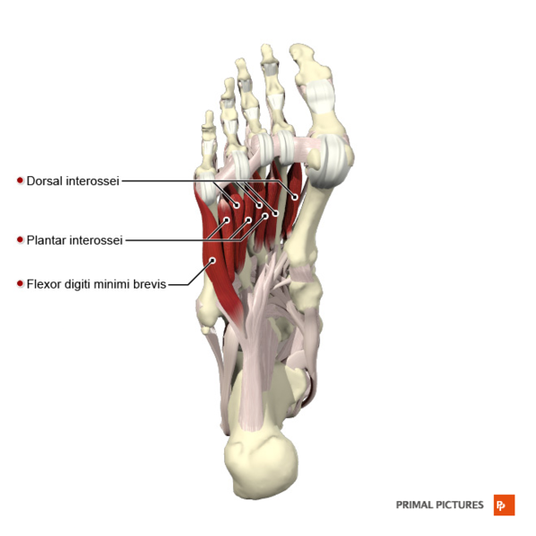 File:Plantar muscles of the foot fourth layer Primal.png