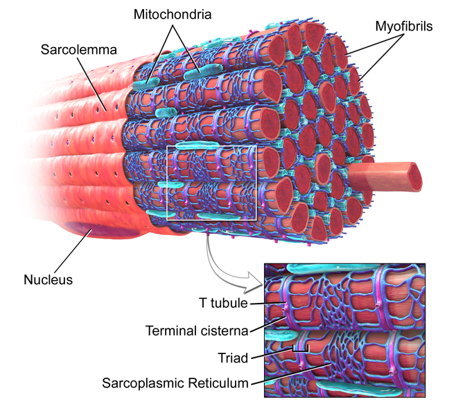 File:Sarcolema SkeletalMuscle.png