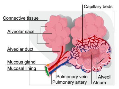 An alveolus, is an anatomical structure that has the form of a hollow cavity. Mainly found in the lung, the pulmonary alveoli are spherical outcroppings of the respiratory bronchioles and are the (1).png