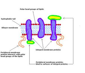 Membrane proteins.jpeg