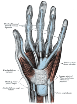 intrinsic and extrinsic muscles of the hand