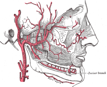 Lateral Pterygoid Artery Supply.png