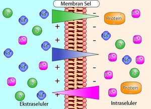 Membrane potential ions (id).jpg
