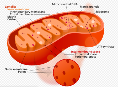 Mitochondria screen shot.png